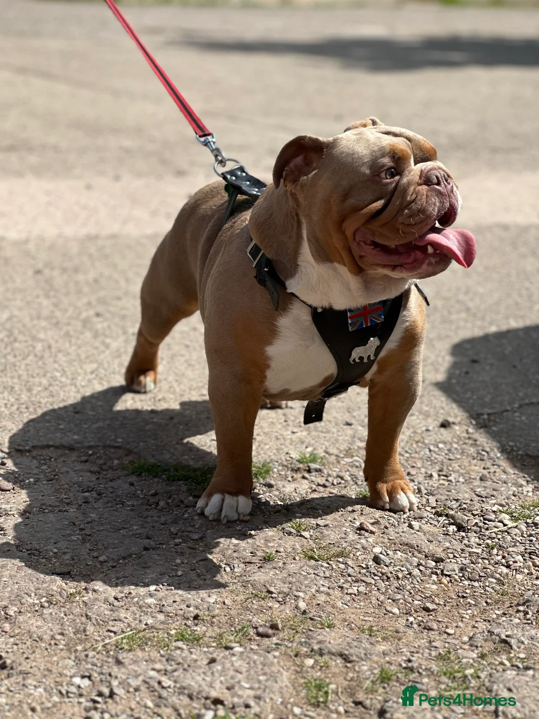 English Bulldog dogs for stud: KC fluffy and curly coat carrier bulldog stud  in Birmingham - Advert 15