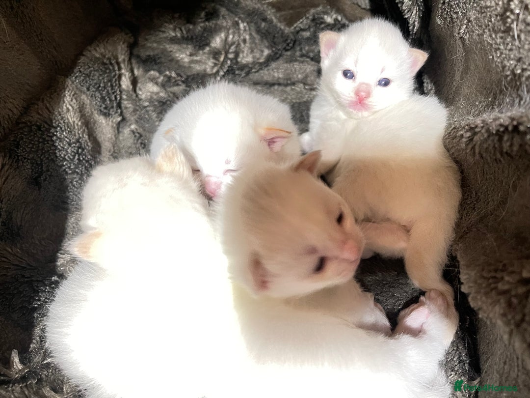 Ragdoll cats for sale: DoB:18/7/25& 14/11/25 Ragdoll Kittens Purebred - Advert 32