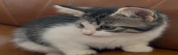 Mixed Breed cats for sale: 11 weeks old beautiful kittens looking for new - Advert 5
