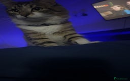 Mixed Breed cats for sale: Beautiful kittens 3 girls 1 boy  - Image 24