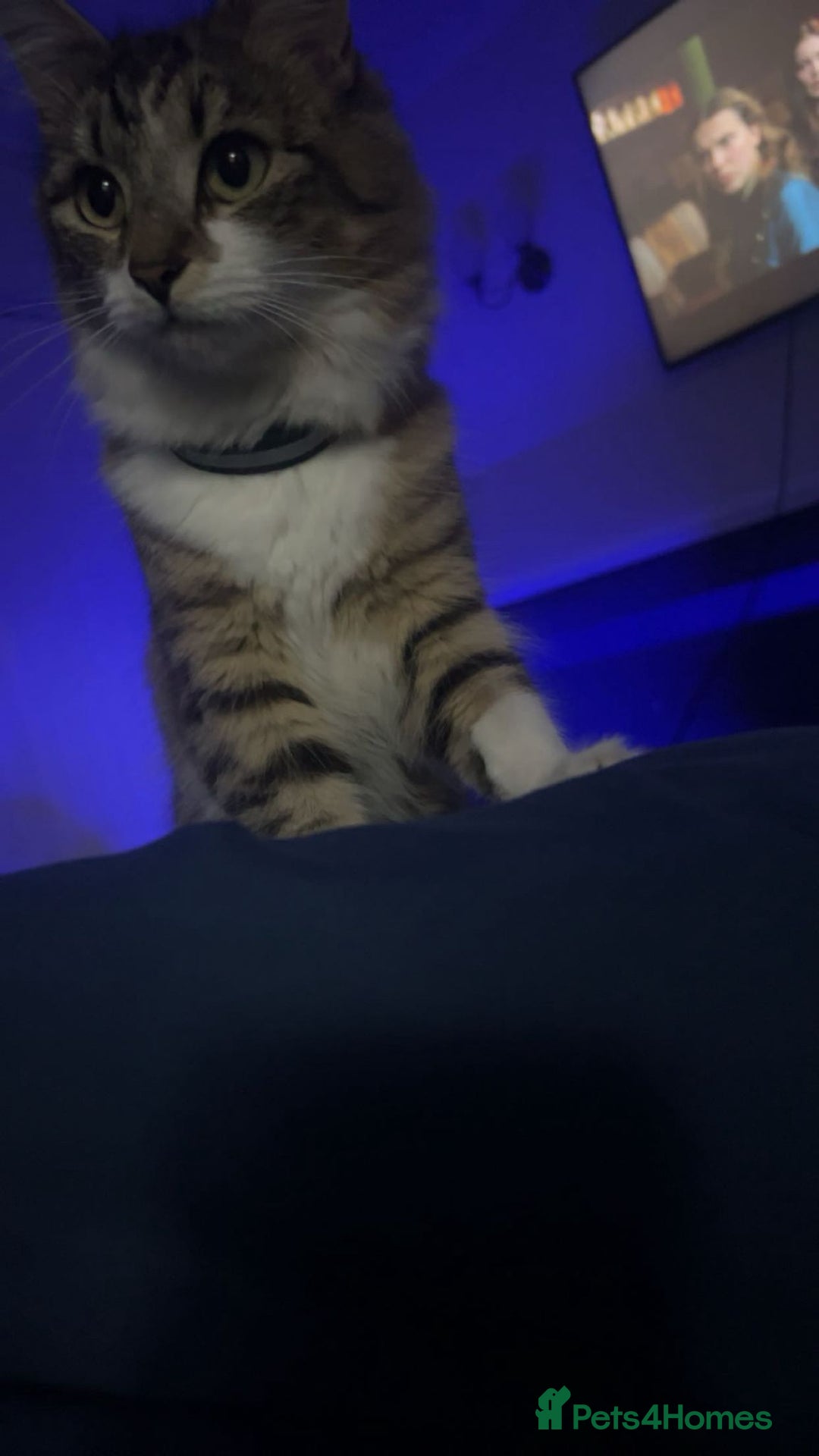 Mixed Breed cats for sale: Beautiful kittens 3 girls 1 boy  - Image 24