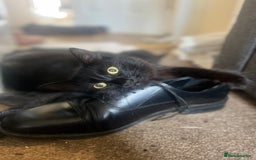 Norwegian Forest Cat cats for sale: kittens - Image 6