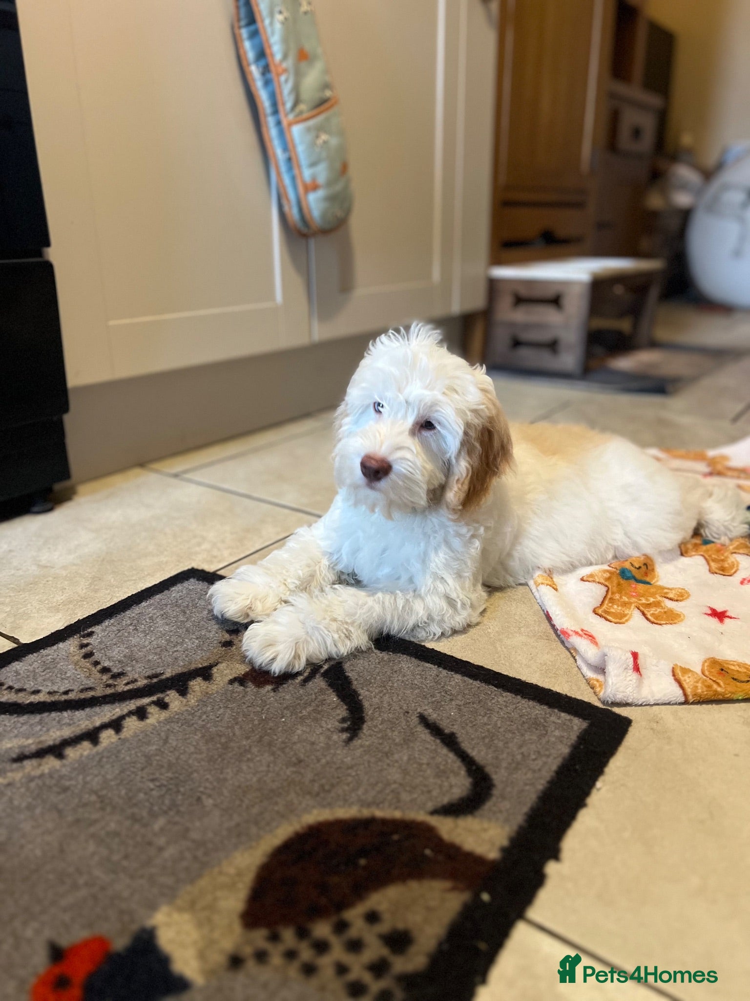 Cockapoo dogs F1 cockapoo puppy 1boy remaining  - Advert 1
