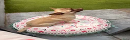 Chihuahua dogs for sale: Male Chihuahua 13 months old - Advert 5