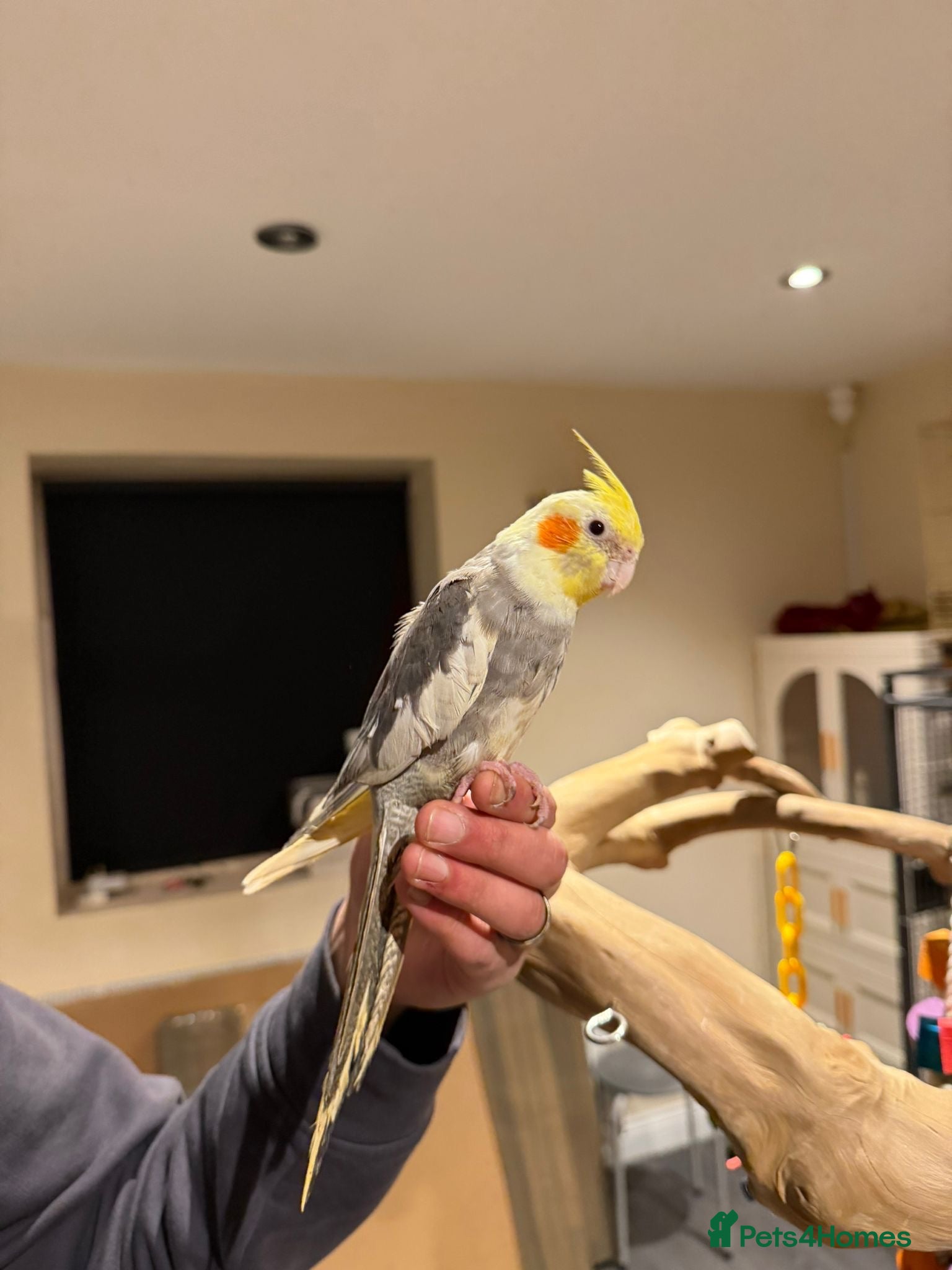 Budgerigars birds Beautiful Cockatiels for Sale- Tame and not Tame!  - Advert 22