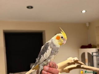 Budgerigars birds Beautiful Cockatiels for Sale- Tame and not Tame! - Advert 1