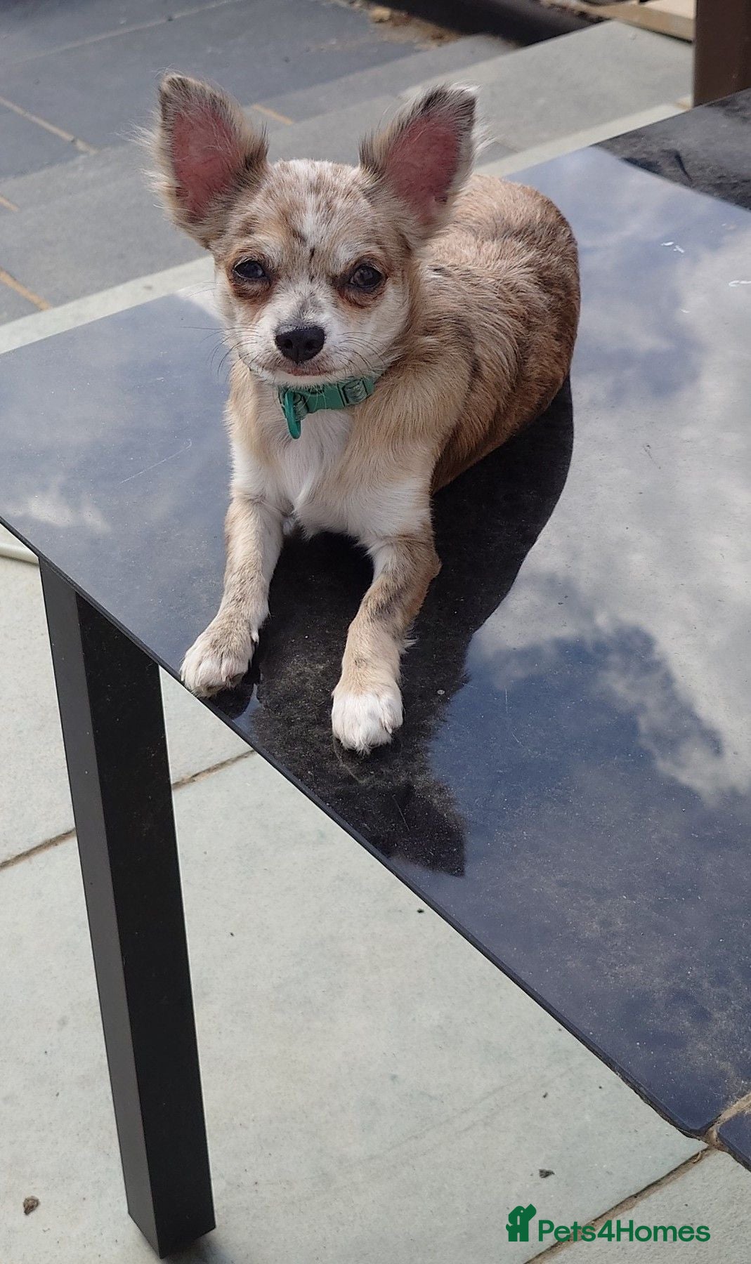 Chihuahua dogs Chihuahua girl blue+lilac merle on cream 5m - Advert 10