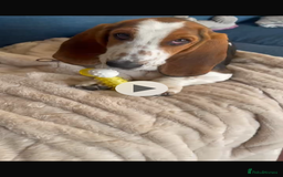 Basset Hound dogs for sale: Basset Hound female puppy-last of litter - Image 2