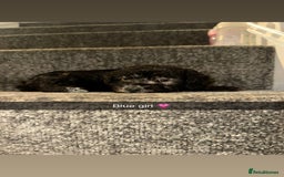 Bedlington Terrier dogs for sale: Two stunning blue bedlington pups  - Image 1