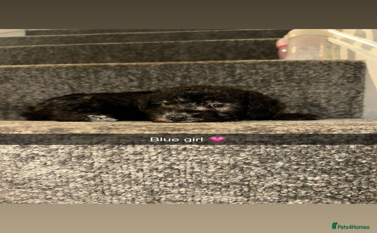 Bedlington Terrier dogs - Advert 2