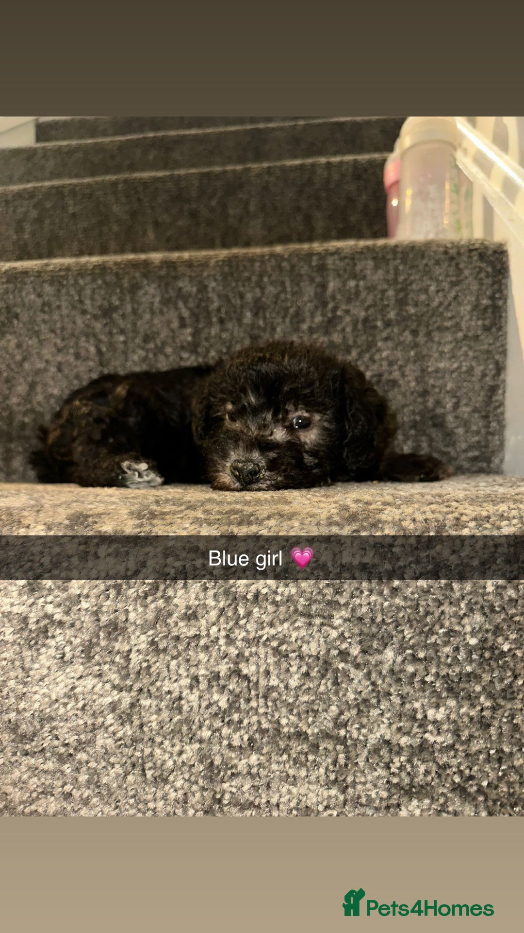 Bedlington Terrier dogs for sale: Two stunning blue bedlington pups  - Image 1