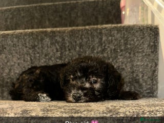Bedlington Terrier dogs for sale - Advert 1