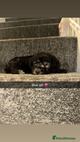 Bedlington Terrier dogs - Advert 1