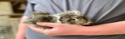 Guinea Pig rodents for sale: 10 week old male guinea pigs in Torrington - Advert 15