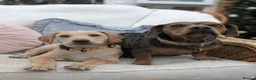 Labrador Retriever dogs for sale: 4 month old Labrador female - Advert 10