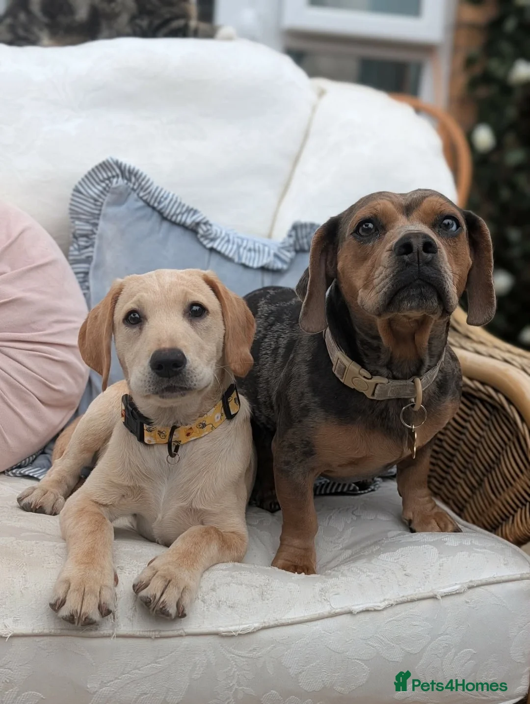 Labrador Retriever dogs for sale: 4 month old Labrador female - Advert 10