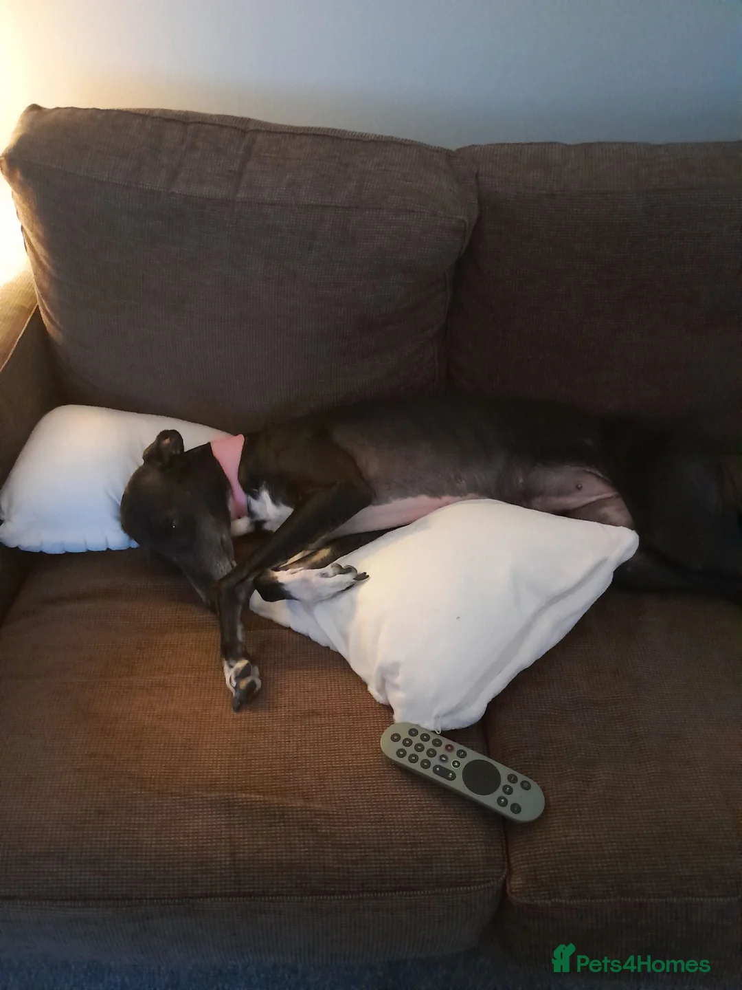 Lurcher dogs for sale: Lovely Lurcher  in South Shields - Advert 2