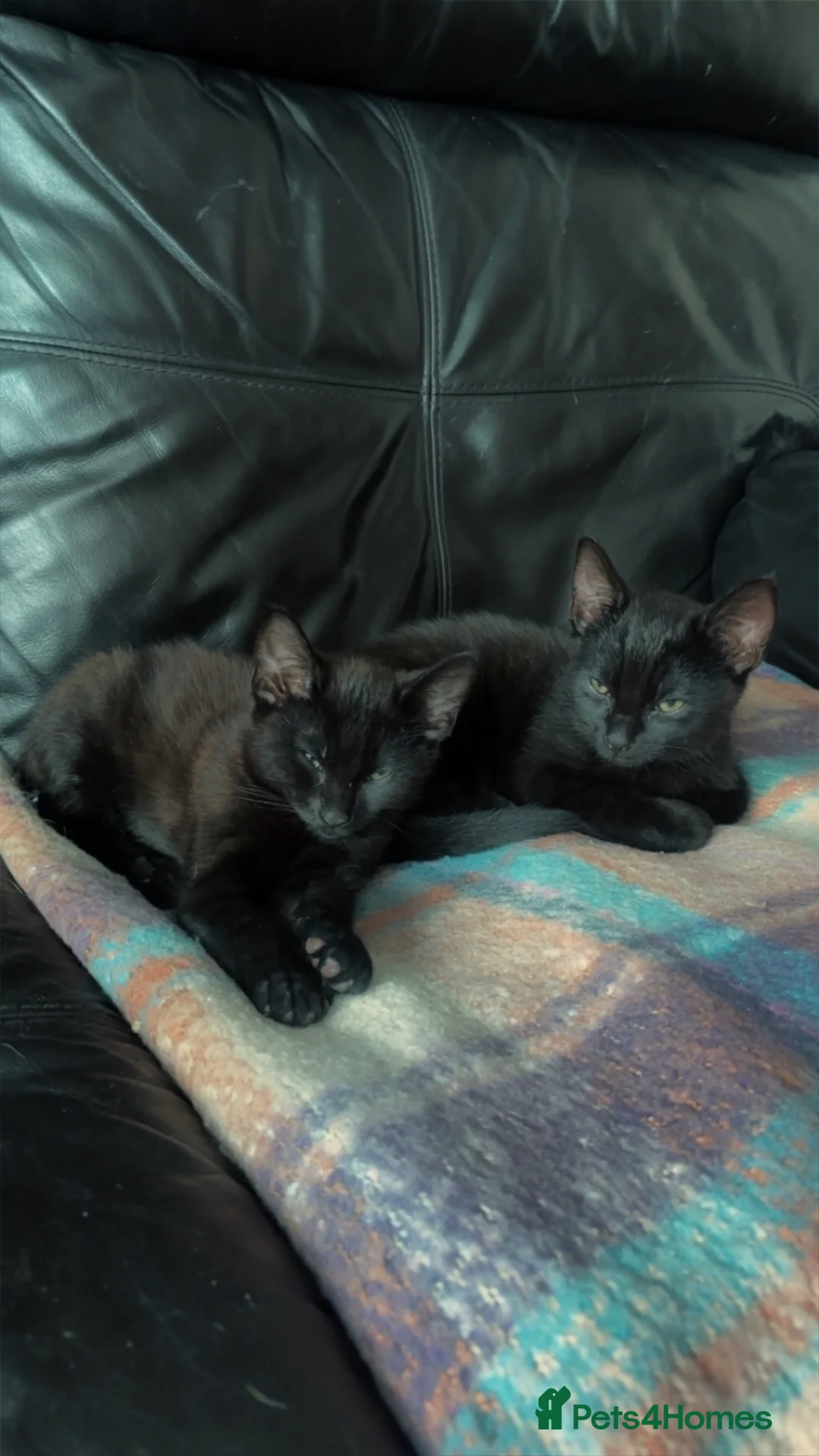 British Shorthair cats for sale: 2 male kittens  - Advert 2
