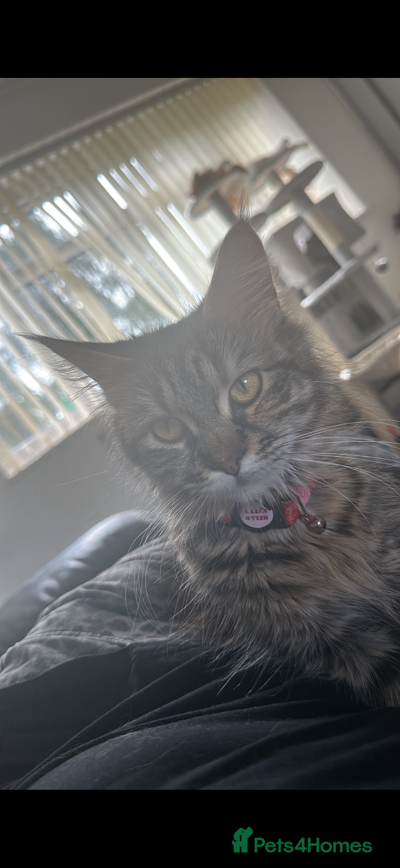 Maine Coon cats Maincoone kittens  - Advert 1