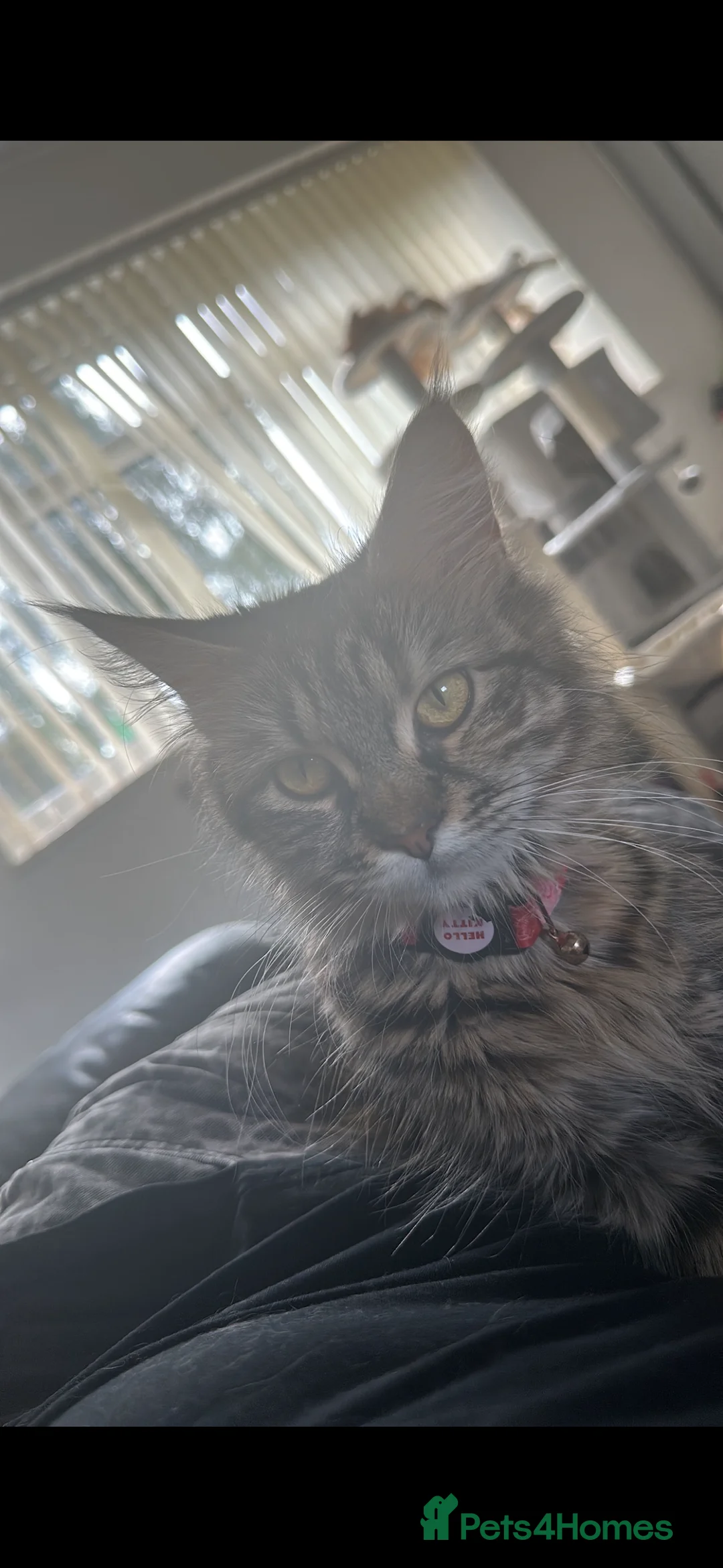 Maine Coon cats for sale: Maincoone kittens  - Advert 1