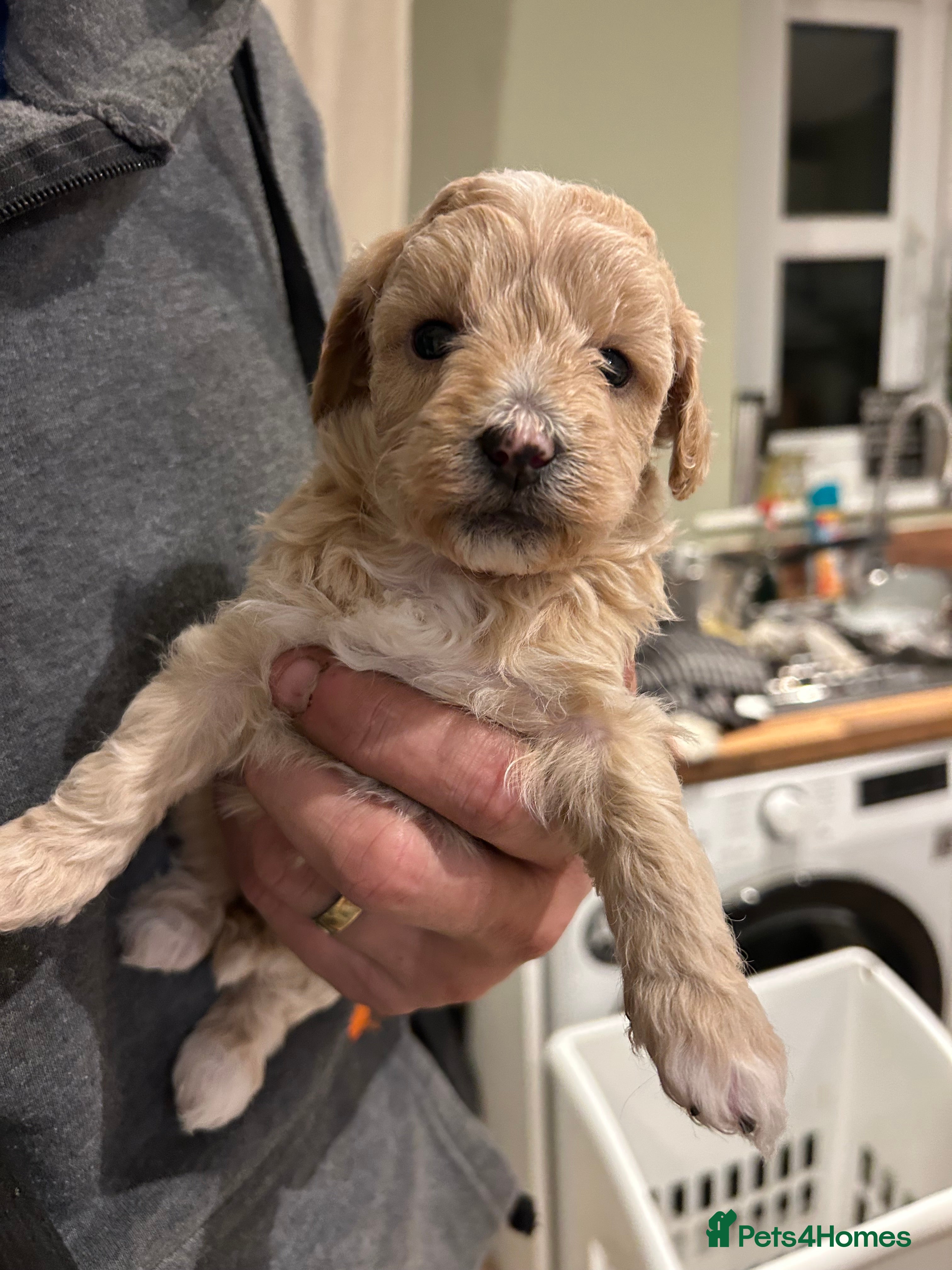 Lhasapoo dogs Lhasa apso x Toy poodle (hypoallergenic) lhasapoos - Advert 1