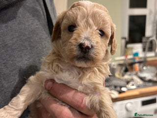 Lhasapoo dogs Lhasa apso x Toy poodle (hypoallergenic) lhasapoos - Advert 3