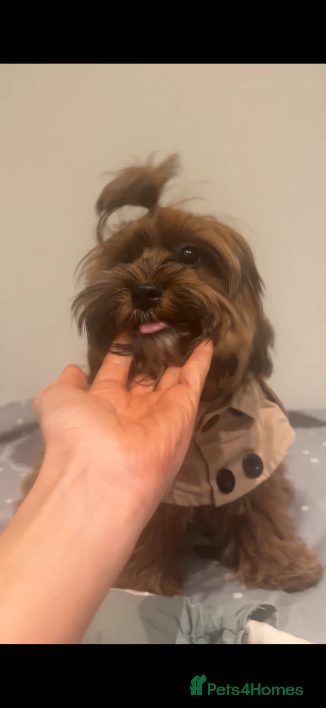 Shihpoo dogs for sale: Playful Shihpoo girl, microchipped - Advert 2