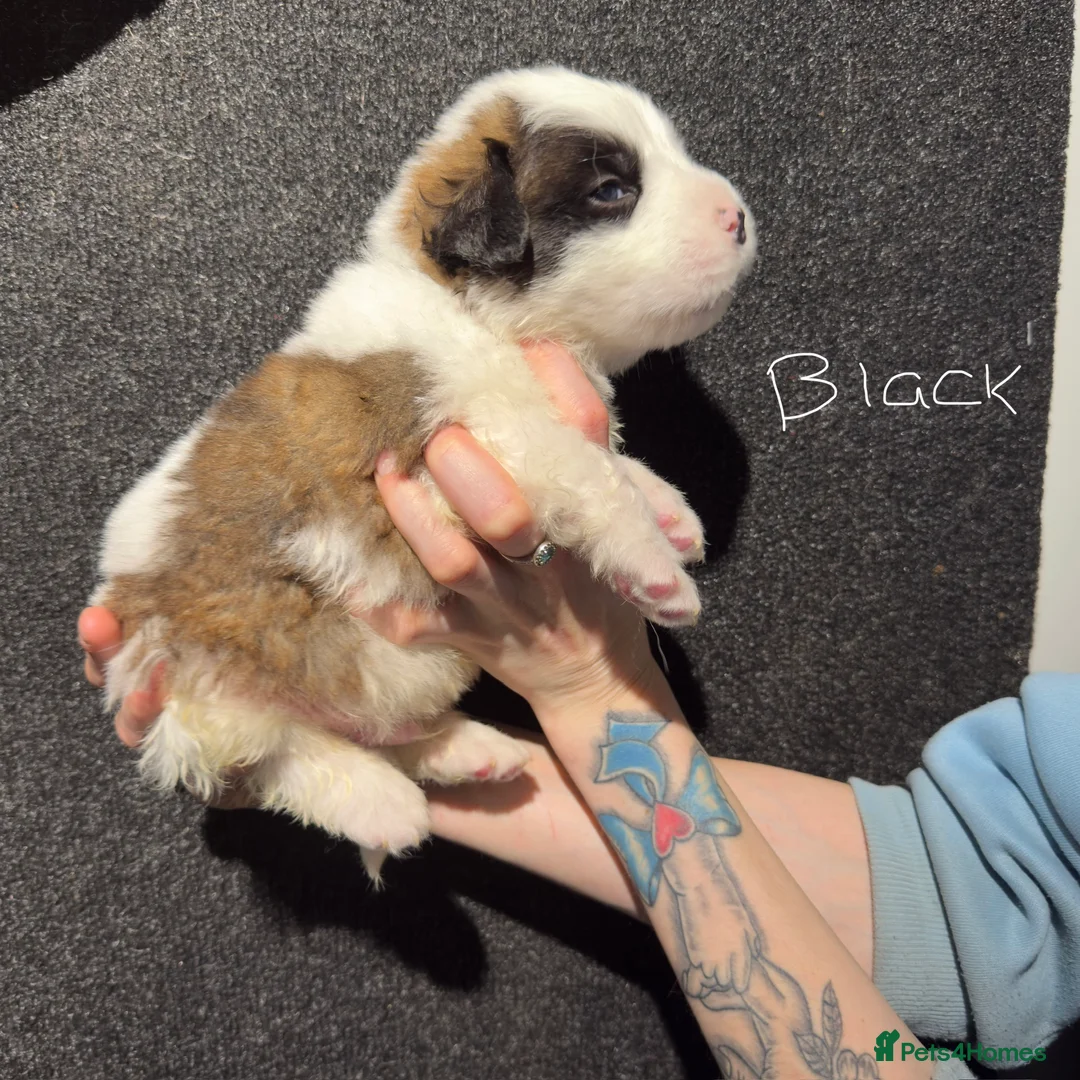 Saint Bernard dogs for sale: 4 Saint Bernard Puppies left  - Advert 2