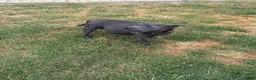 Staffordshire Bull Terrier dogs for sale: Black KC Reg/Health Tested Staffordshire Puppies. - Advert 40