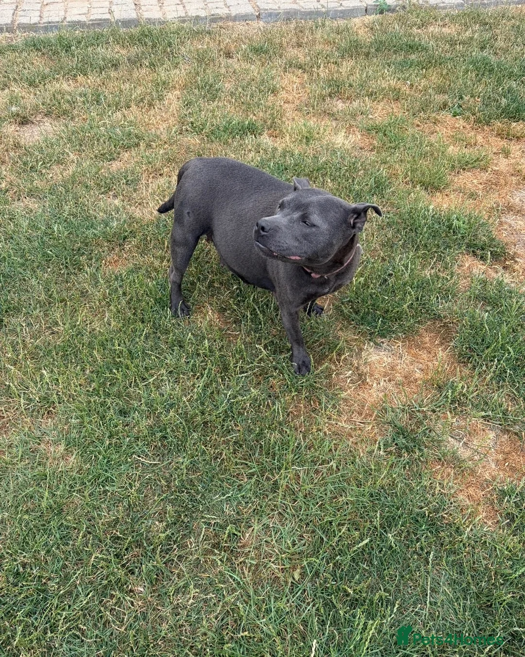 Staffordshire Bull Terrier dogs for sale: Black KC Reg/Health Tested Staffordshire Puppies. - Advert 40