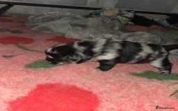 Chow Chow dogs for sale: Rare Chow chow puppies - Image 31