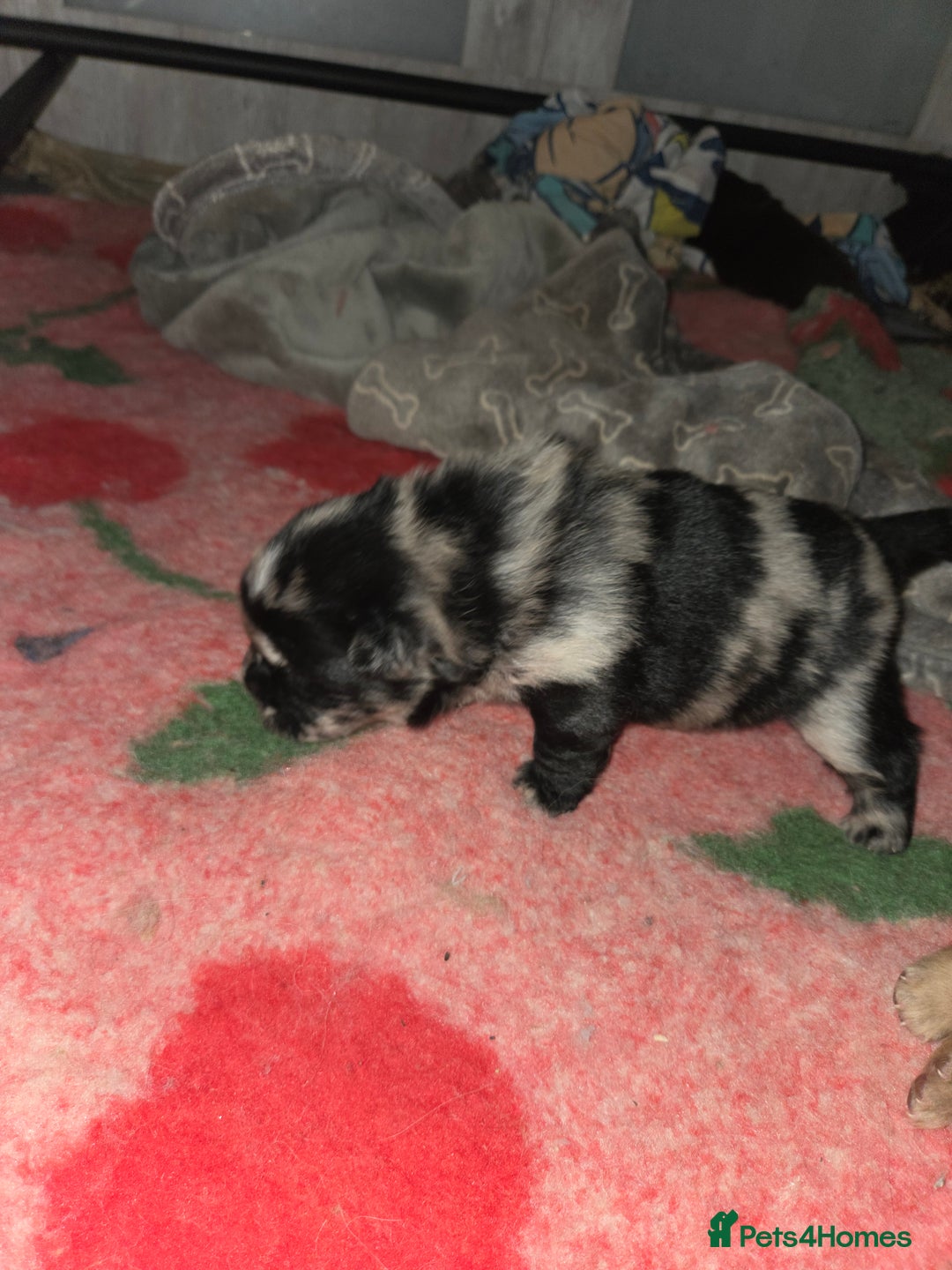 Chow Chow dogs for sale: Rare Chow chow puppies - Image 31