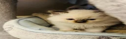 Ragdoll cats for sale: Ragdoll kittens  - Advert 6