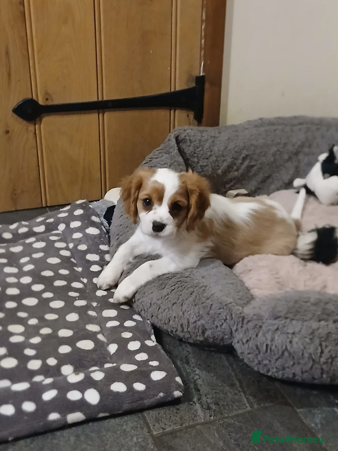Cavalier King Charles Spaniel dogs for sale: Beautiful boys - Advert 3