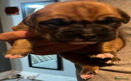 Boxer dogs for sale: Beautiful bob/tailed litter pure boxers  - Advert 22