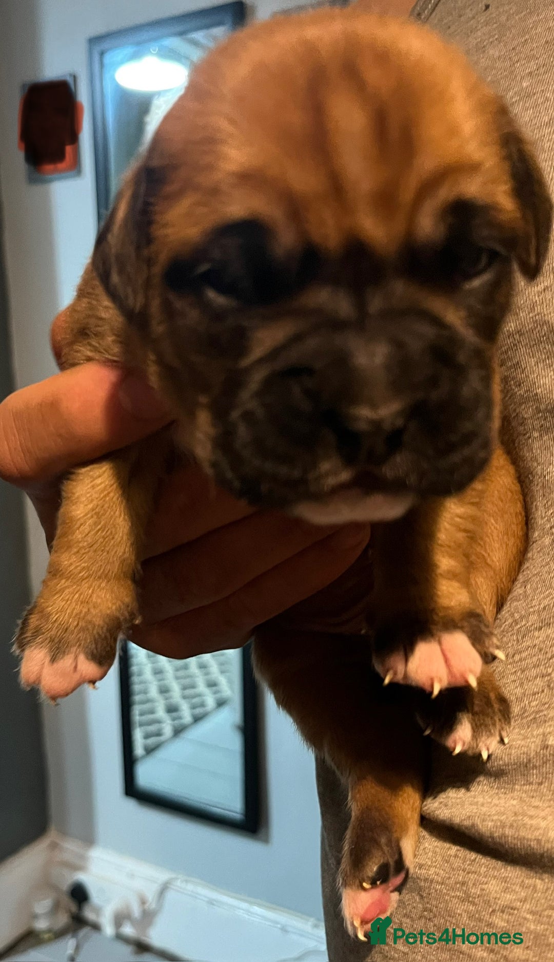 Boxer dogs for sale: Beautiful bob/tailed litter pure boxers  - Advert 22