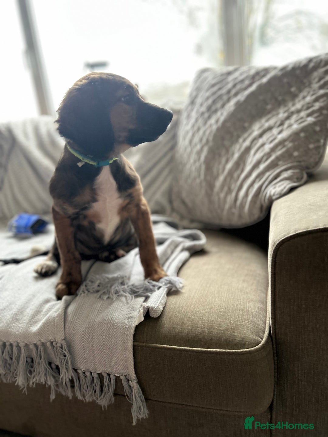 Mixed Breed dogs for sale: Genuine reason for sale . Crossbreed puppies. - Advert 7