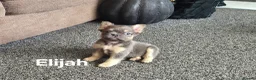 French Bulldog dogs for sale: Ready now!! Visual Fluffy French Bulldog puppies  - Advert 5