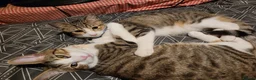 Domestic Shorthair cats for sale: Short hair Tabby brothers in need of a new home  - Advert 5