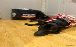 Mixed Breed dogs for sale: Wonderful lab/staffy girl - Image 2