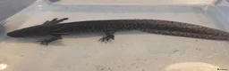 Axolotl reptiles for sale: Black wild hypo axolotl  - Advert 2