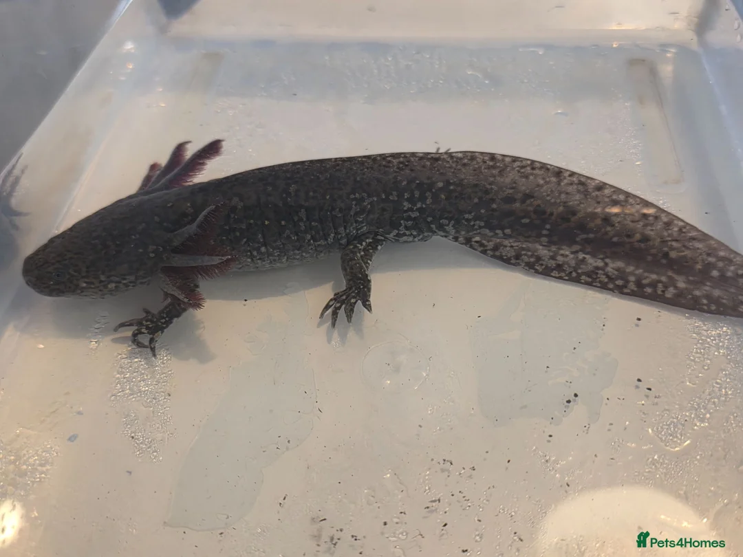 Axolotl reptiles for sale: Black wild hypo axolotl  - Advert 2