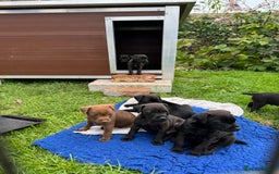 Patterdale Terrier dogs for sale: Patterdale puppies - Image 2