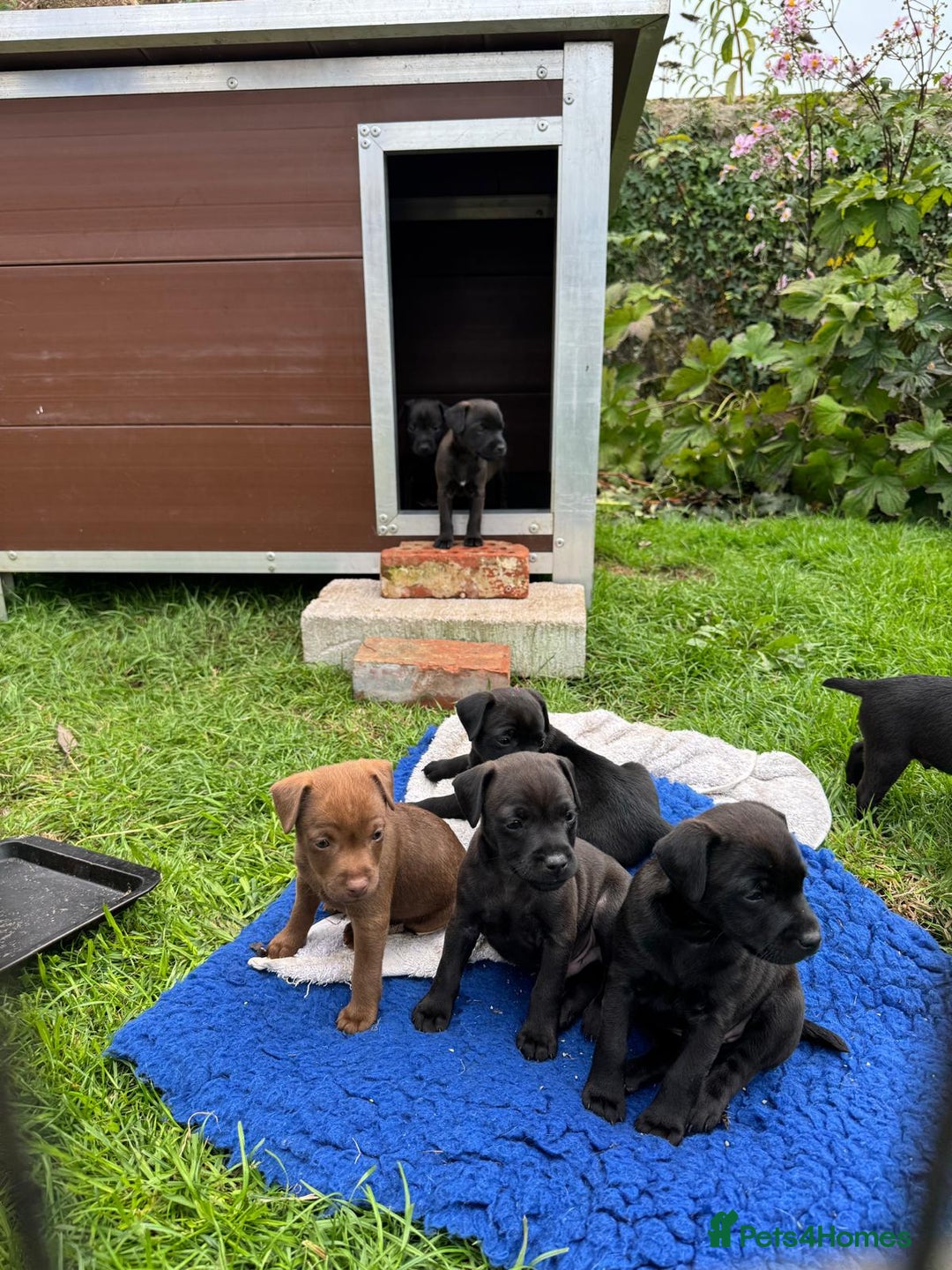 Patterdale Terrier dogs for sale: Patterdale puppies - Image 2