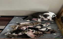 Old Tyme Bulldog dogs for sale: Old Tyme Bulldog Puppies - Both Parents Our Pets - Image 10