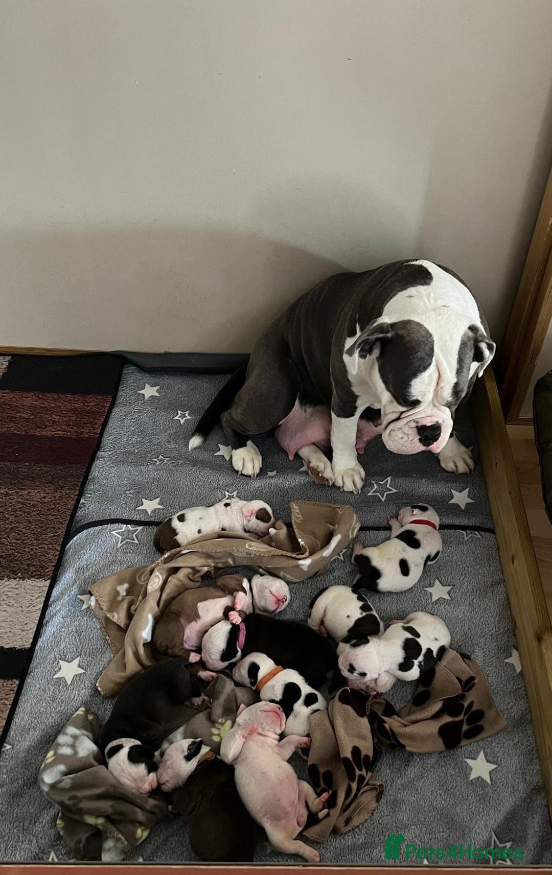 Old Tyme Bulldog dogs for sale: Old Tyme Bulldog Puppies - Both Parents Our Pets - Image 10