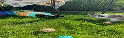Rex rabbits for sale: Loving home needed for three beautiful bunnies 🐰  - Advert 6