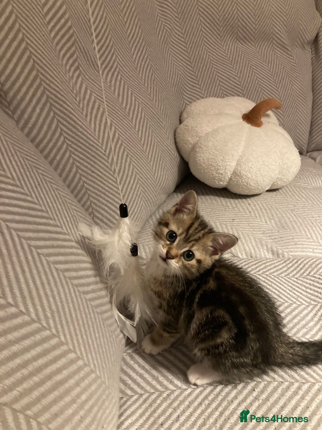 British Shorthair cats for sale: 2 beautiful fluffy kittens - Advert 9