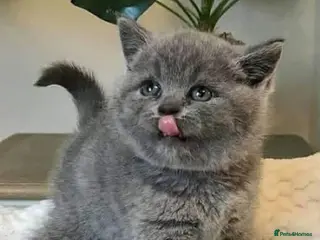 British Shorthair cats Beautiful British shorthair kitten - Advert 1