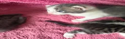 British Longhair cats for sale: 5 gorgeous kittens - Advert 8
